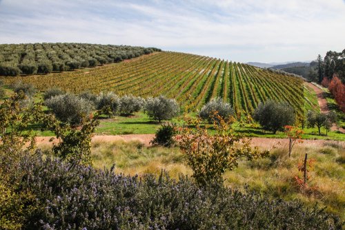 Cape Town Stellenbosch